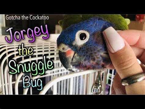 Jorgey the Blue-headed Pionus! - YouTube