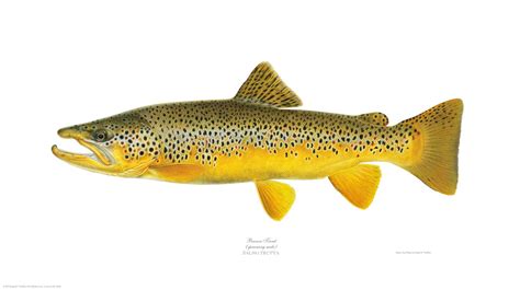 Joseph tomelleri. Americanfishes.com is home for fish illustrator Joseph R. Tomelleri. Joe licenses his fish drawings for advertisements, magazines, ID guides, books, websites, posters, signage, clothing, etc. Visit the Shop for more than 150 fine art prints and for original art, including 50 limited edition prints of trout and salmon. 