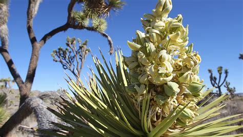 Joshua tree bloom. Maps. Calendar. Cacti / Desert Succulents. Silver Cholla Bloom. National Park Service. Hot temperatures pose special problems for cacti. Most leafy plants cool … 
