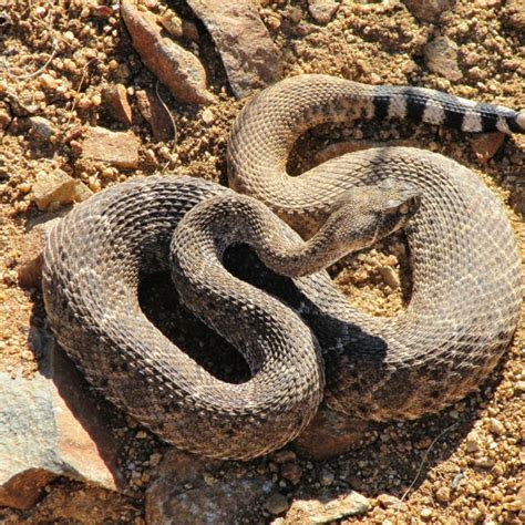 Here are seven key things that might be attracting snakes to your yard: A high population of rodents and birds. Presence of tall grass and plants. Cool and damp places. Leaving out old cat and dog food. Composting near your home. …. 