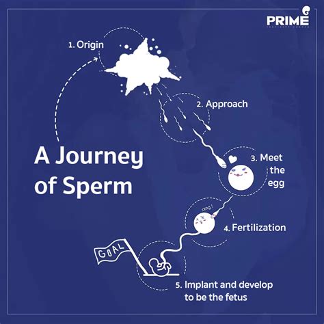 Journey Of A Sperm Story - annualreport.psg.fr