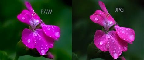 Jpg Format Example Decide The Image File Format to Suide Your Needs