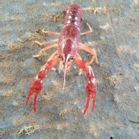 Jual Lobster Air Tawar Hias Terlengkap & Terbaik - Tokopedia