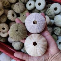 Jual Sea Urchin Murah & Lengkap - Harga Februari 2024 - Tokopedia