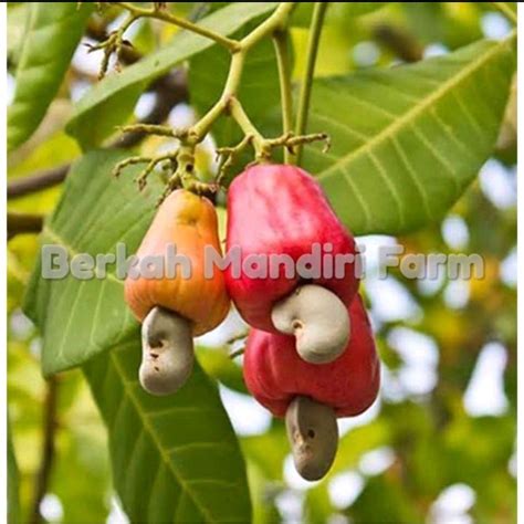 Jual jambu mede harga terbaik