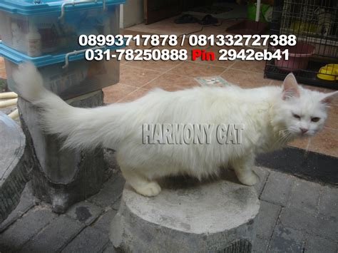 Jual kucing dewasa