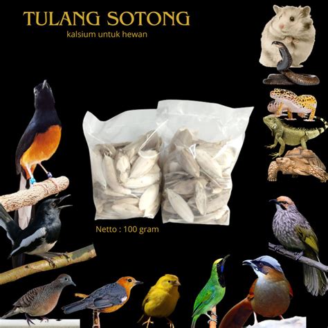 Jual tulang sotong untuk burung