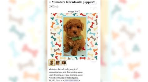 Judge: California family that sold sick Labradoodle puppies defrauded pet buyers