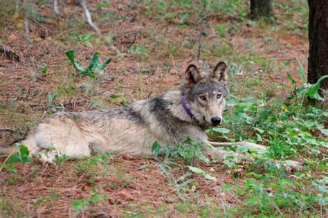 Judge denies ranchers' request to stop Colorado wolf reintroduction