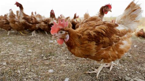 Judge extends agreement date for Oklahoma poultry lawsuit