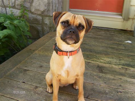 Jug (Jack Russell Terrier & Pug Mix): Info, Pictures, Facts