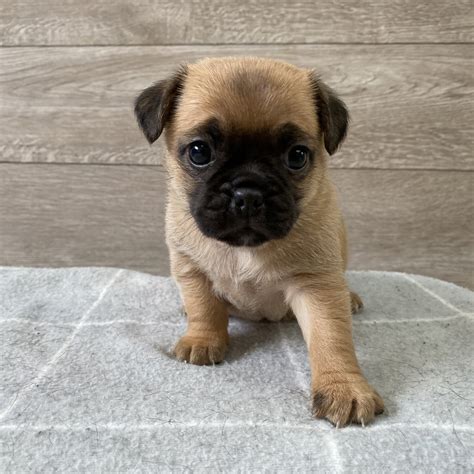 50:50 Jug Puppies ready 25th of August. - Dubbo, New South Wales. $ 1,500. Up for sale are my 50:50 Jug puppies, meaning Dad is pure bred Pug and Mum is Pure bred Jack Russell.Both parents are super playful and loyal.We have 2 males... gumtree.com.au 14 days ago. Report Ad. 9 Pictures.. 