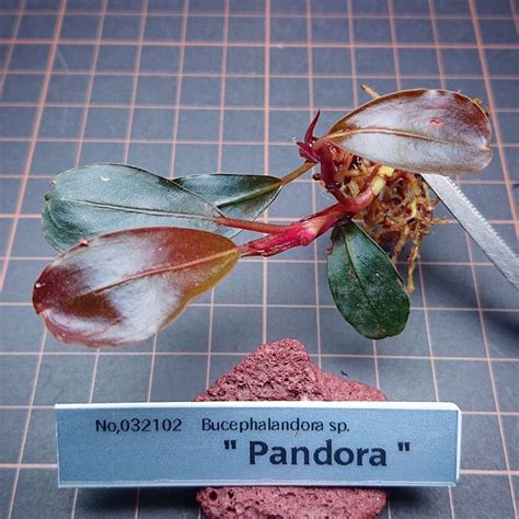Juicy Pandora Onlyfans Leak
