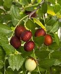 Jujube Trees for Sale Burnt Ridge Nursery Buy Jujube …