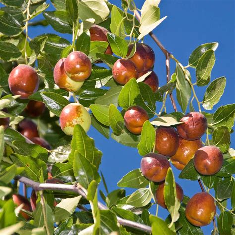 Jujube tree for sale home depot. Grows in containers or in the ground. Growing zones: 4 to 11 patio/8 to 11 outdoors. Thrives in temperatures down to 20°. Adaptable to tough conditions. Delivers yield of juicy fruit for jams and jellies. Return Policy. Product ID #: 316112762 Internet … 