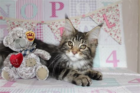 Julescoon.co.uk - UK Breaders of Maine Coon cats - Kittens