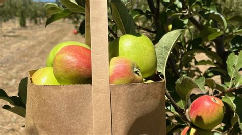 Julian orchard ranked among best places in U.S. for apple picking this fall