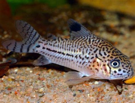 Julii cory catfish. Things To Know About Julii cory catfish. 