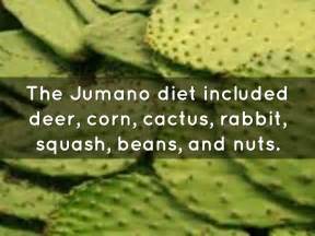 What kind of food did the Jumanos eat? Jumanos supplied corn, dried squashes, beans, and other produce from the farming villages, in exchange for pelts, meat, and other buffalo products, and foods such as piñon nuts, mesquite beans, and …. 