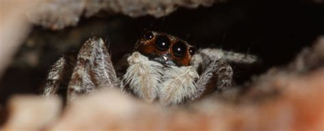 Jumping Spiders May Have a Cognitive Ability Previously Only Found in Vertebrates
