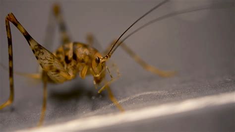 Jumping crickets. Oct 11, 2016 · Now, is the time of year the jumping crickets that don't chirp, invade basements. As CBS2's Jennifer McLogan explained, take a walk down into a suburban basement, step into the laundry room, peer ... 