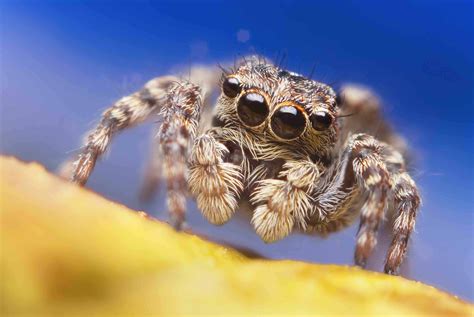 Jumping spider cute. Jumping Spiders Really Are Jumpers. The first amazing and fun fact about cute and … 