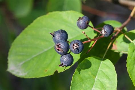 Juneberry flavor. Juneberry is also resistant to many pests and diseases, making it a low-maintenance tree that is perfect for home gardens and landscapes. Uses. Juneberry is primarily grown for its edible fruit, which is similar in taste to blueberries but has a slightly nutty flavor. The berries can be eaten fresh or used in jams, jellies, pies, … 