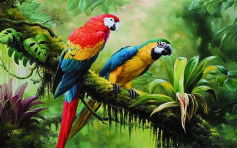 Jungle birds. Discover amazing Birds of Amazon! In this scenic film you will see the most incredible birds that call the jungle home! These are some of them: Macaw, Harpy... 