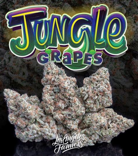 Jungle grapes strain. THC 26.00% CBD 0.01%. $79.00. Add to bag. Confirm. Find information about the Jungle Grapes #35 - 2.83g - (The Botanist) | Indica Whole Flower strain from The Botanist such as potency, common effects, and where to find it. 