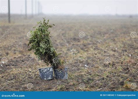 Jungle tree sapling not dropping.  This column is centered on the northwestern sapling You've p...
