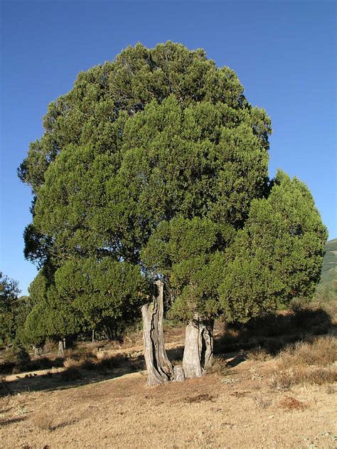 Juniper ağacı