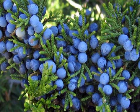 Juniper berries near me. Nov 23, 2020 · Juniper trees and berries, like most conifers, are great for fall foraging and winter foraging. Junipers have needle or scale like leaves, depending on the species. Some have needles when young that turn to scales as they mature. Beautiful and fragrant, juniper trees have become a favorite of mine over the years. 