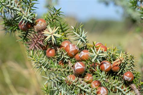 Juniperus macrocarpa (large-fruited juniper) description. 