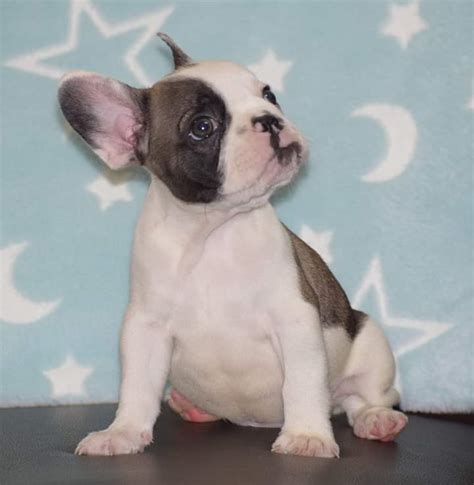 Junkmail pets pretoria.  Inauculated, dewormed and Vet Checked. Search thro...