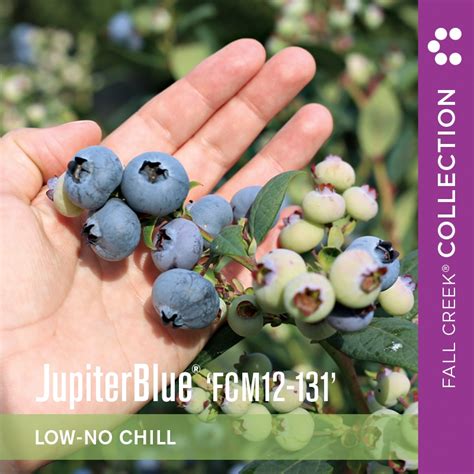 💦 [HD] Jupiterblue Onlyfans Leak