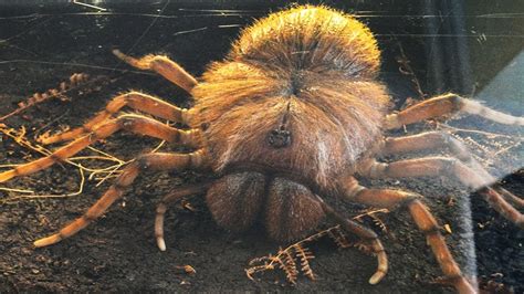 Largest-ever fossilized spider, from the Jurassic period, is unearthe