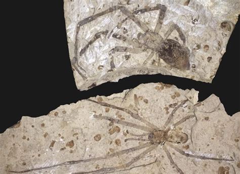 In 2014, more specimens of the giant spiders were found in Inner Mongolia, China. The largest-ever fossilized spider was also discovered in China. The male spider was the size of a human hand and lived 165 million years ago during the Middle Jurassic period. A male and female giant spider specimen was both discovered on the same site.. 