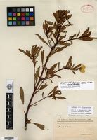 Jussiaea repens L. [family ONAGRACEAE] on JSTOR