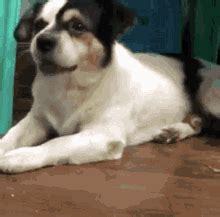 Just Chewing The Cud - Discover & Share GIFs - Tenor