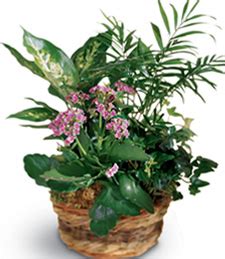 Just Flowers - item: French Garden Sympathy Basket