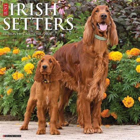 Just Irish Setters 2024 Wall Calendar - Willow Creek Press ...