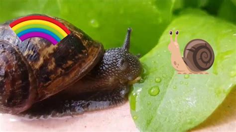 Just a Snail - YouTube