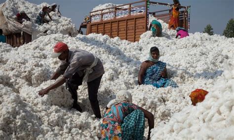 Just nine fashion companies do even the bare minimum on unsustainable cotton