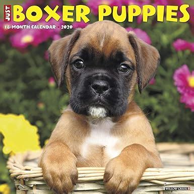 Full Download Just Boxer Puppies 2020 Wall Calendar Dog Breed Calendar By Not A Book