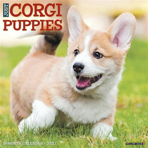 Read Just Corgi Puppies 2020 Wall Calendar Dog Breed Calendar By Not A Book