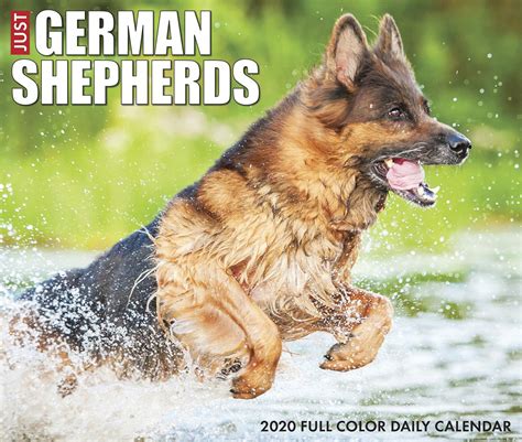 Download Just German Shepherds 2020 Box Calendar Dog Breed Calendar By Not A Book