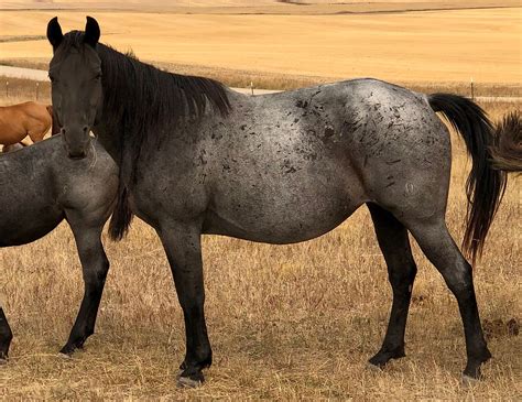Lawyers for an eight-year-old American quarter horse that is suing his former owner say the horse — a victim of severe neglect — has standing in the case. In March 2017, Justice — formerly ...