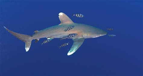 🍑 Justjocelynxx Onlyfans Leaked PORN 77 Videos