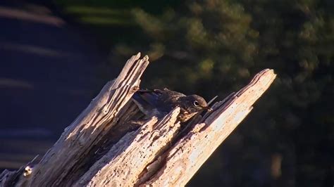 Juvenile Eastern Bluebirds 07 57 Video 2024 07 28 075559