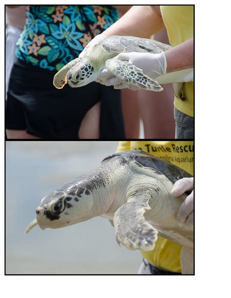 Juvenile Green Sea Turtle successfully released back into the wild after treatment for hook injuries